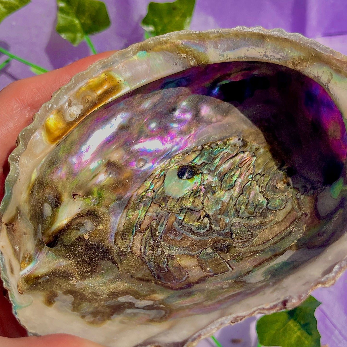 pāua (abalone) shells