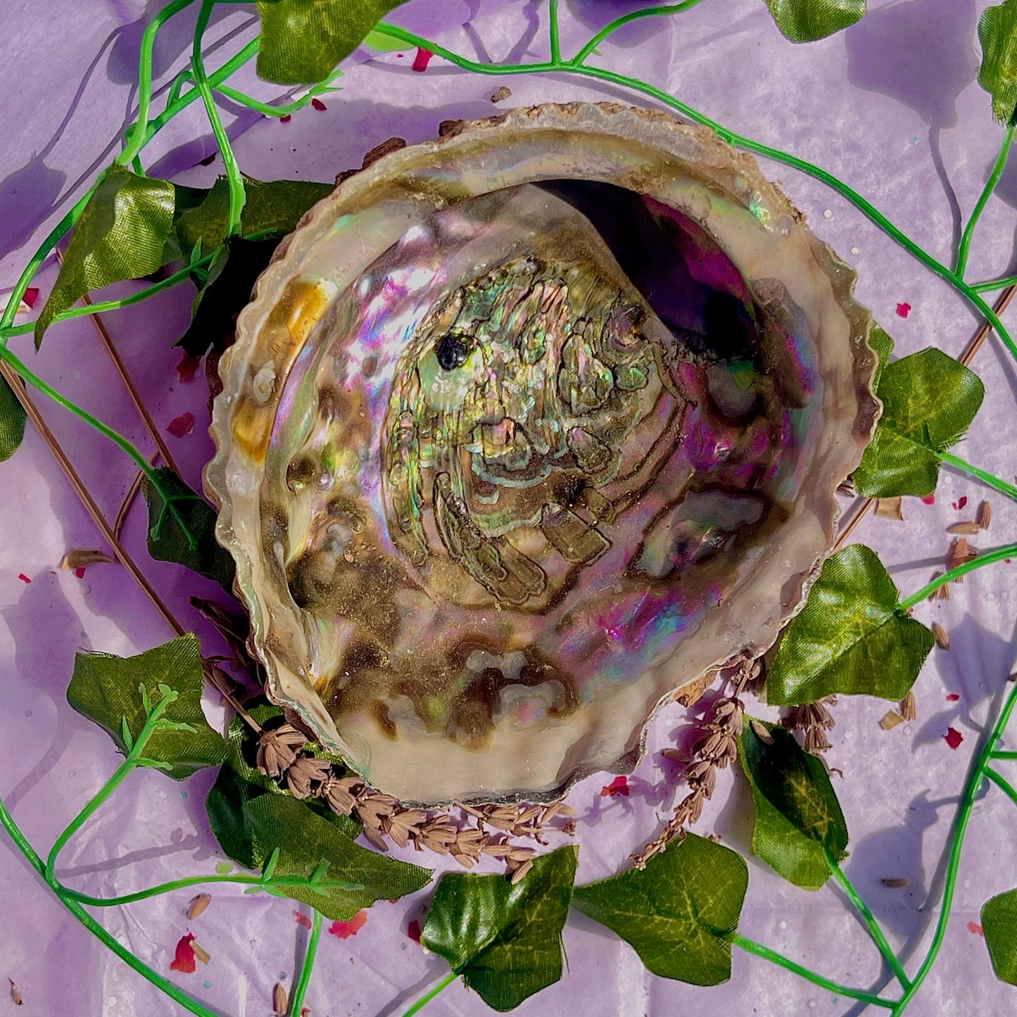 pāua (abalone) shells