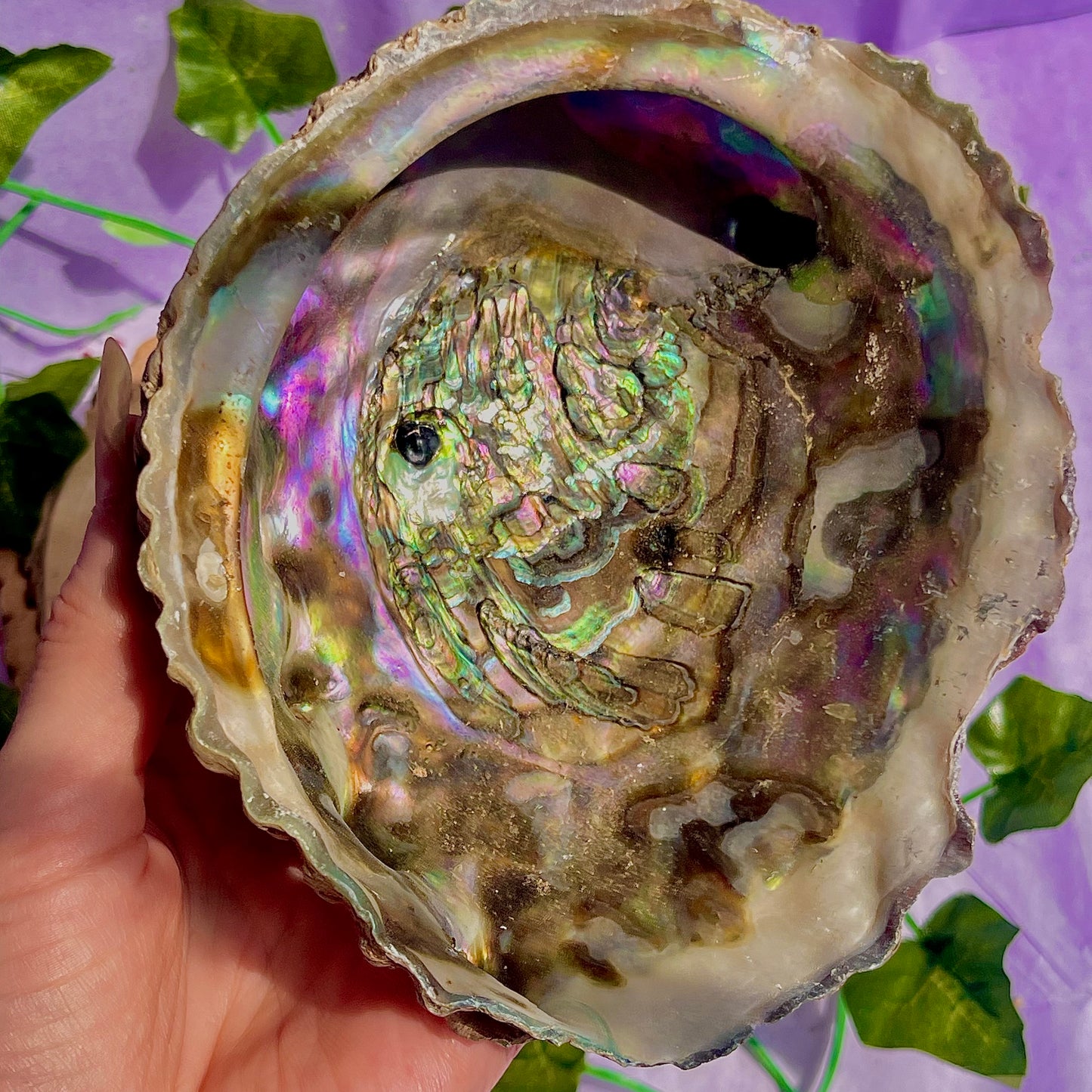 pāua (abalone) shells