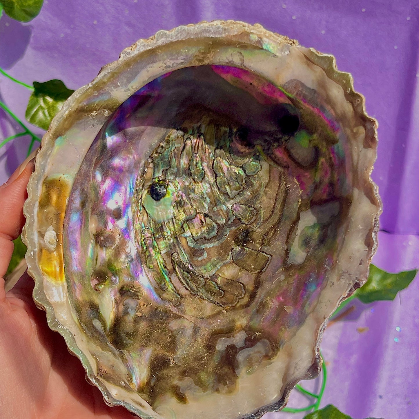 pāua (abalone) shells
