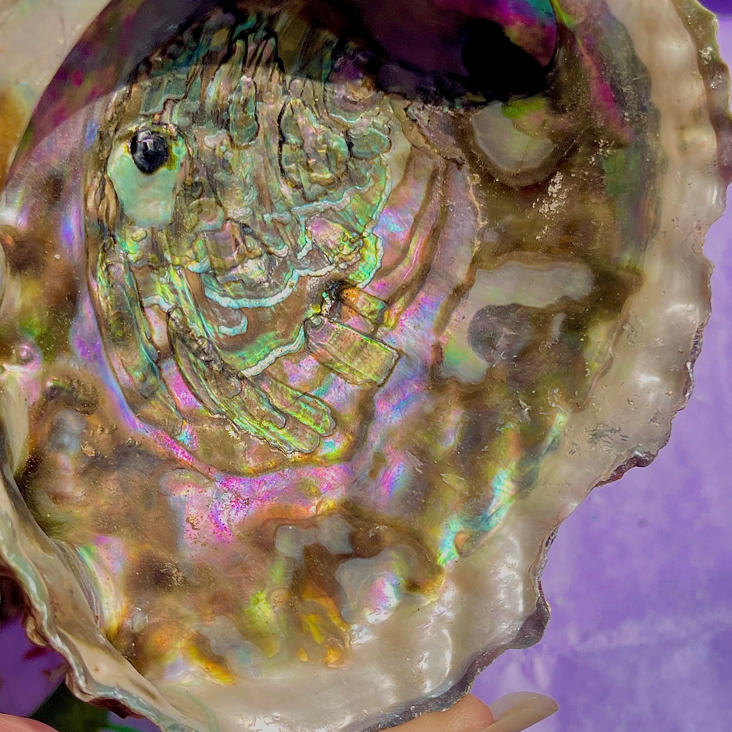 pāua (abalone) shells