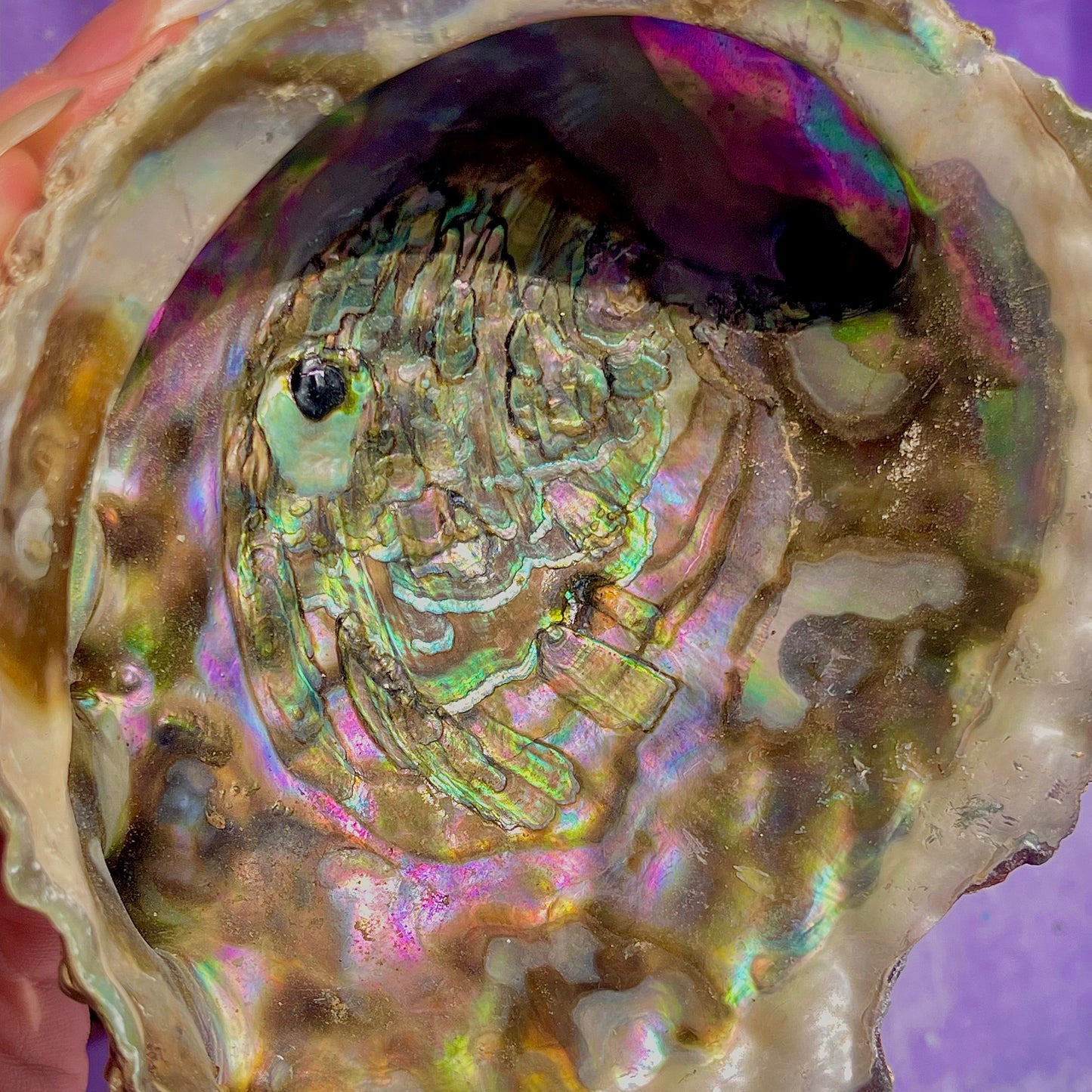 pāua (abalone) shells