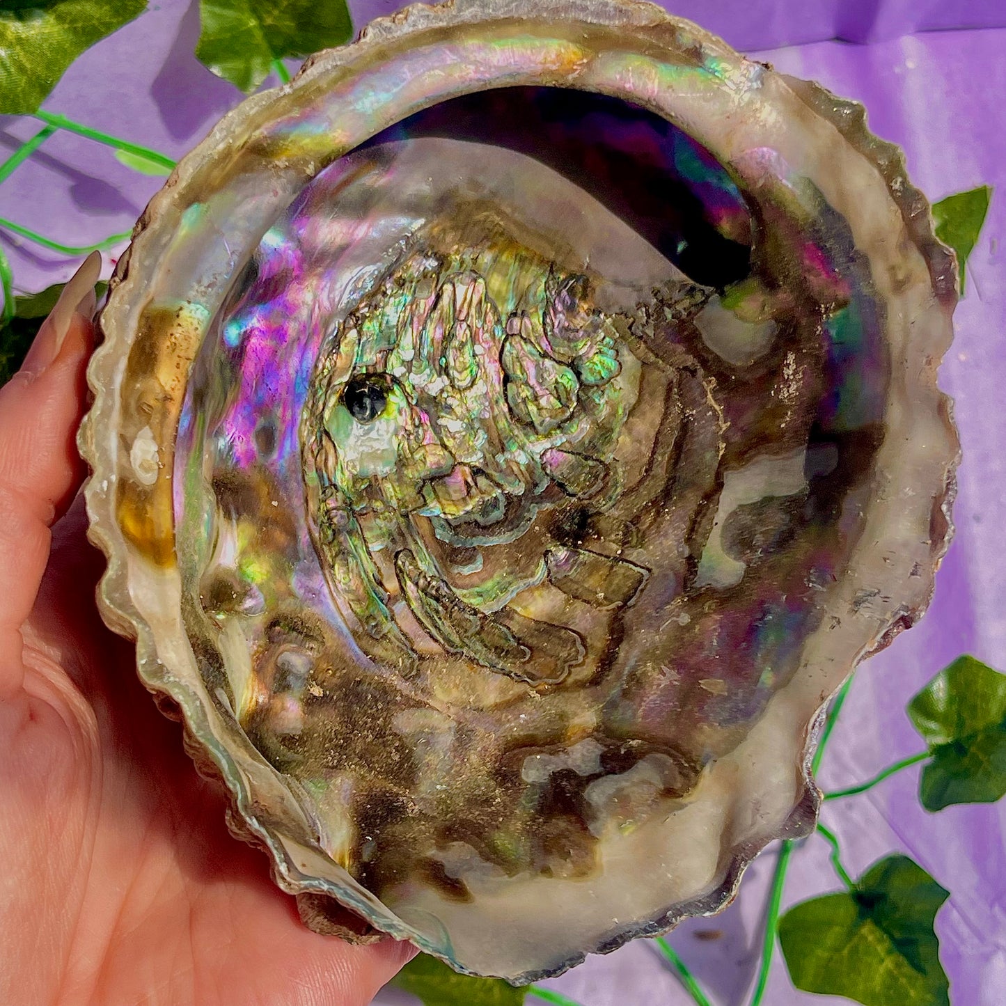 pāua (abalone) shells