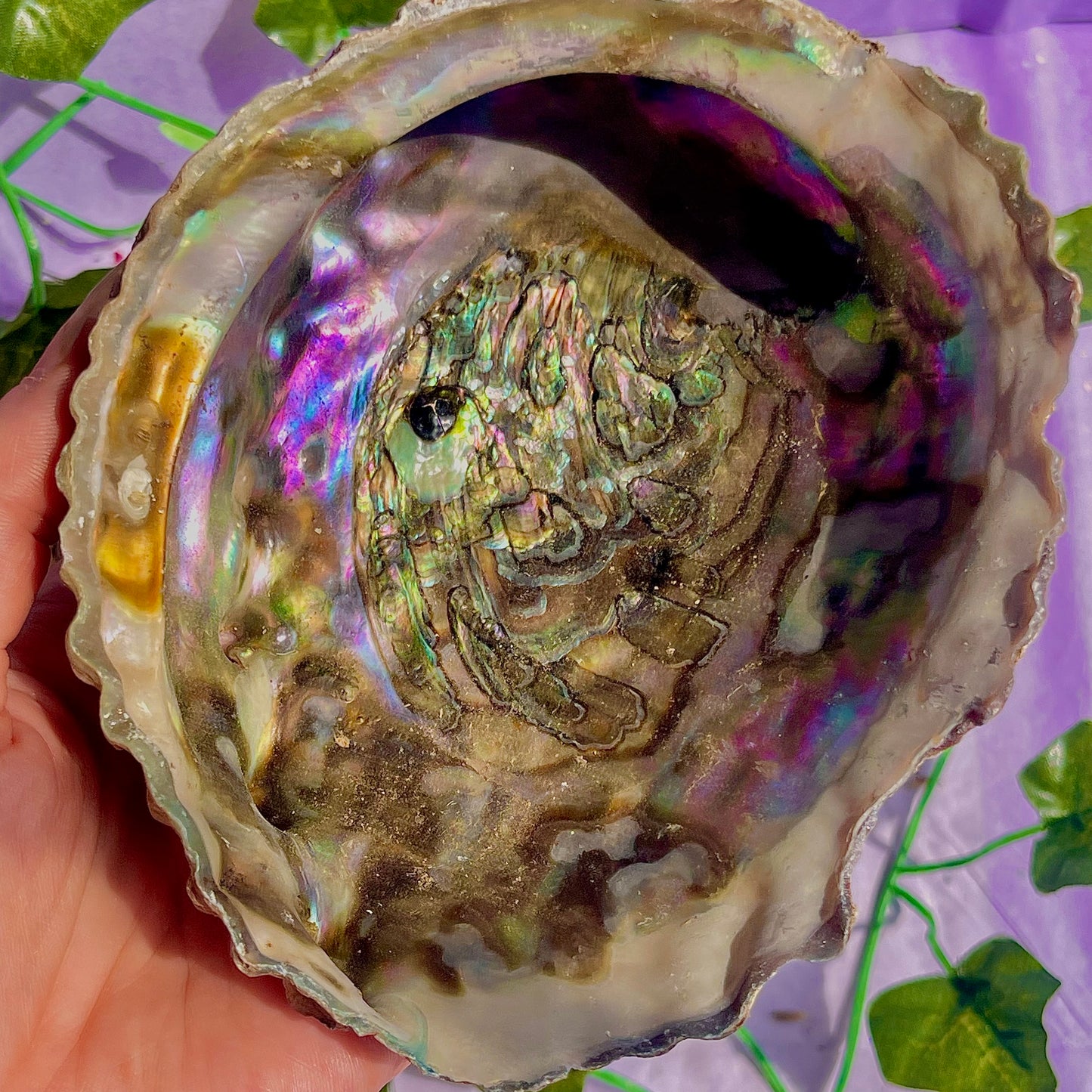 pāua (abalone) shells
