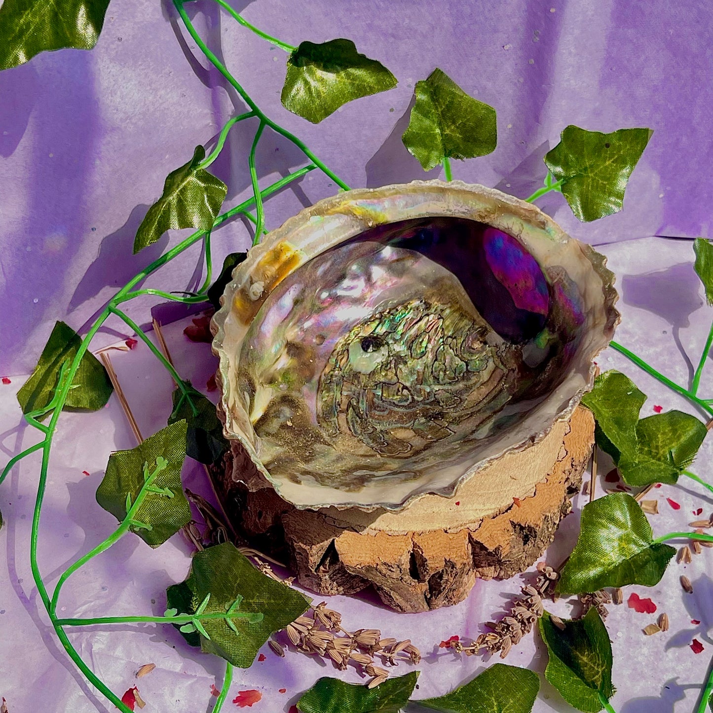 pāua (abalone) shells