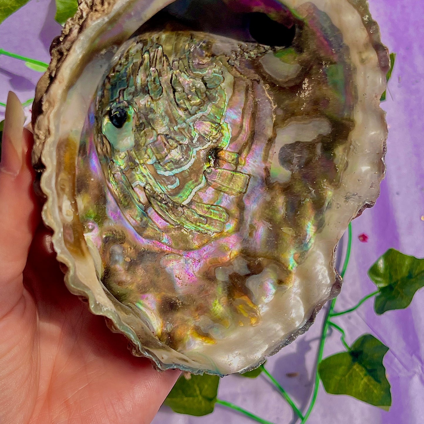 pāua (abalone) shells