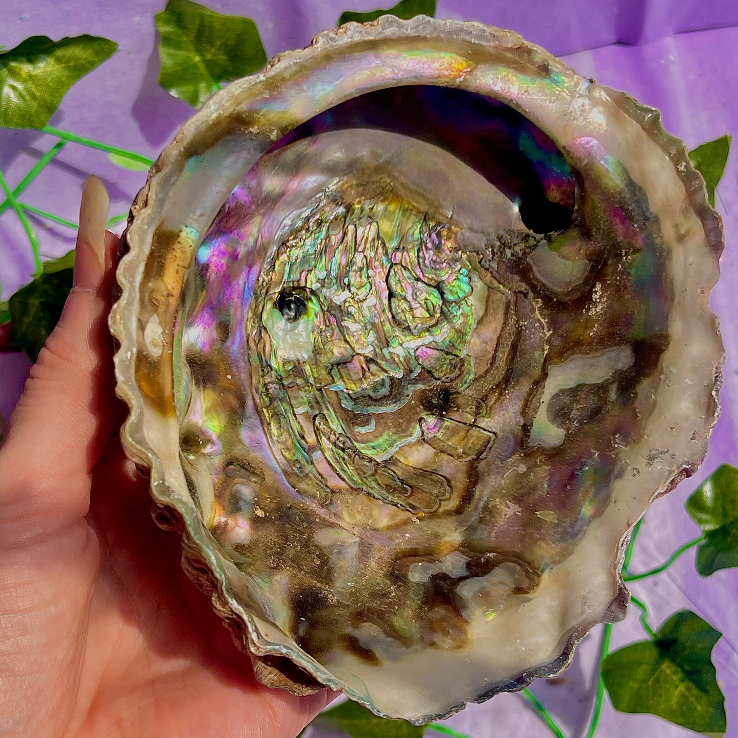 pāua (abalone) shells
