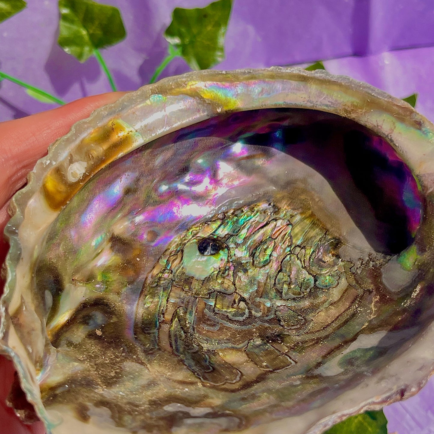 pāua (abalone) shells
