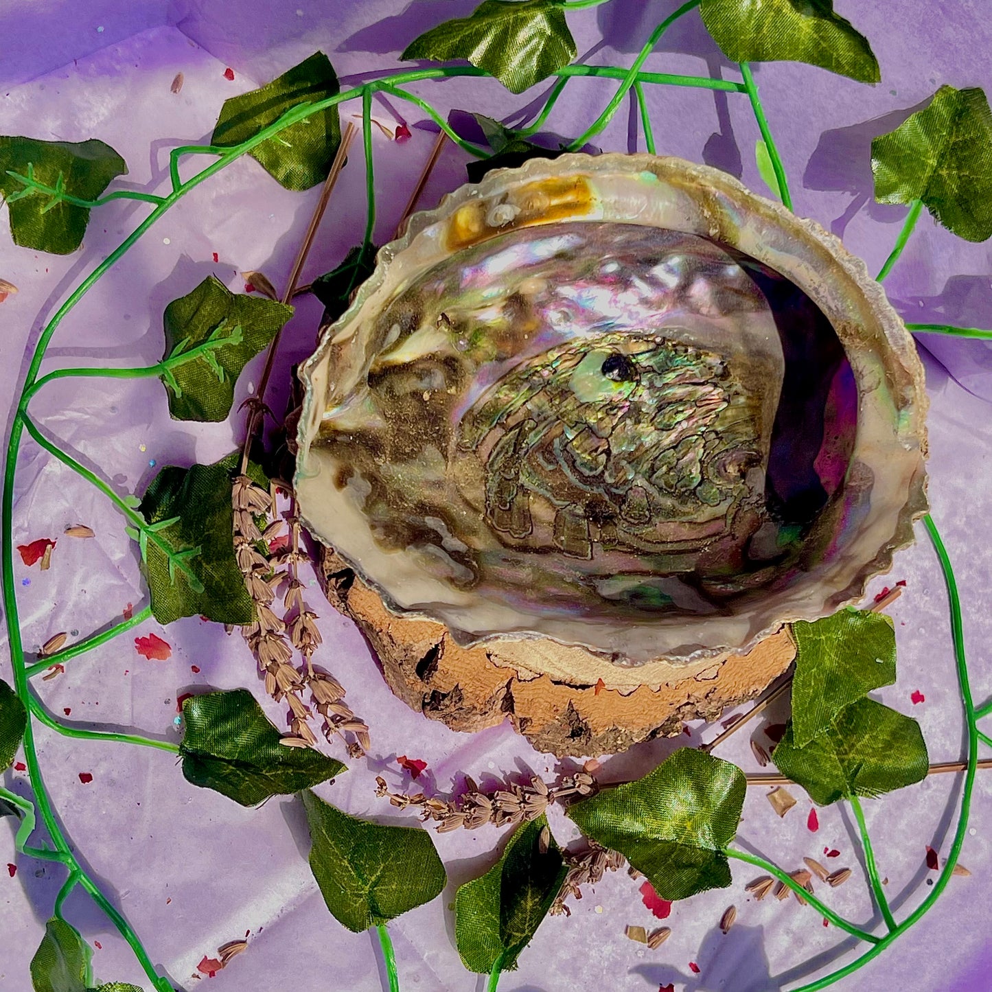 pāua (abalone) shells