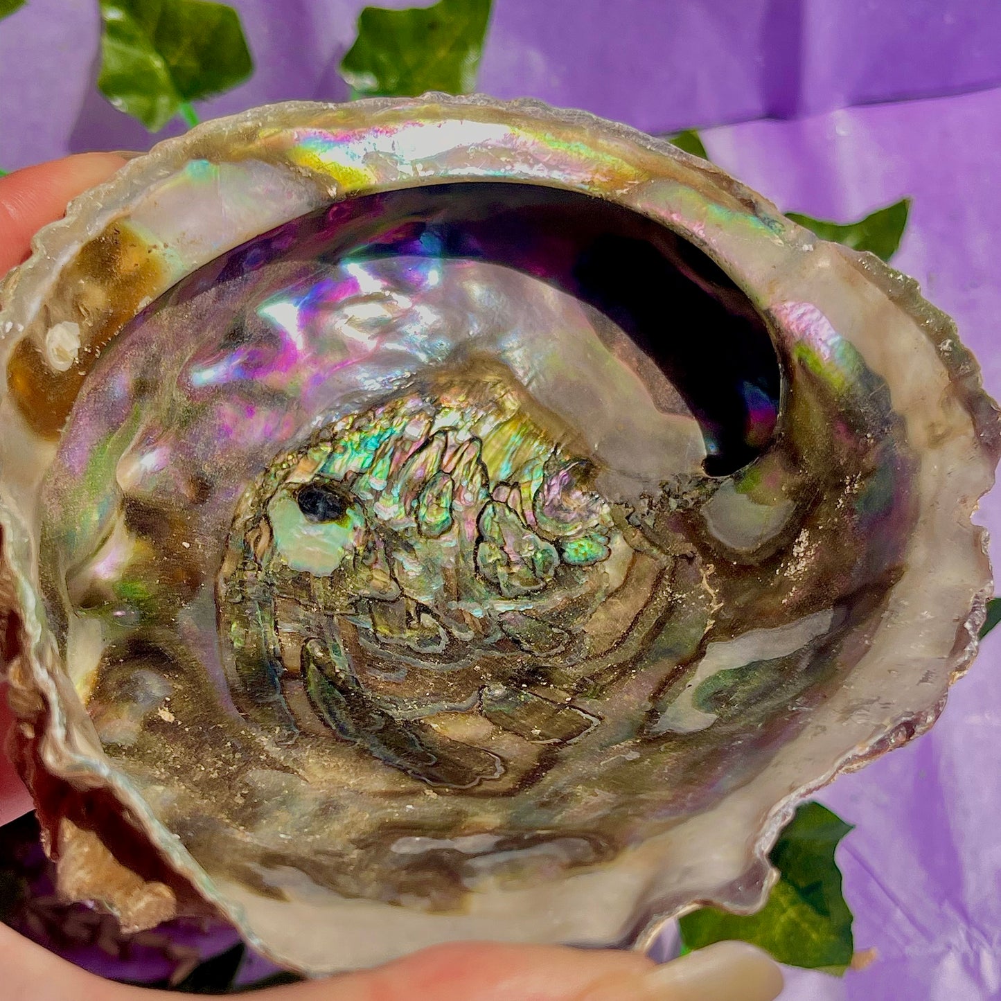 pāua (abalone) shells