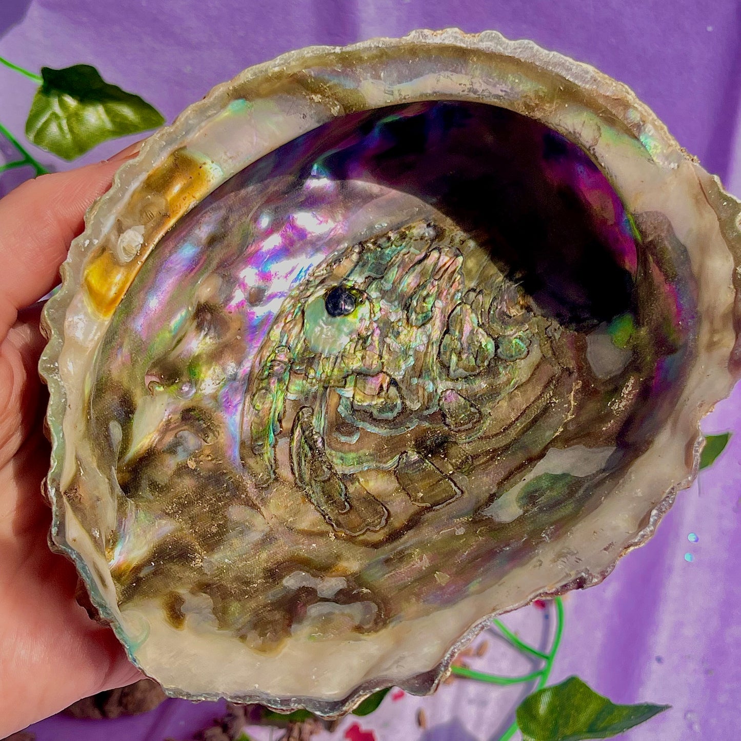 pāua (abalone) shells