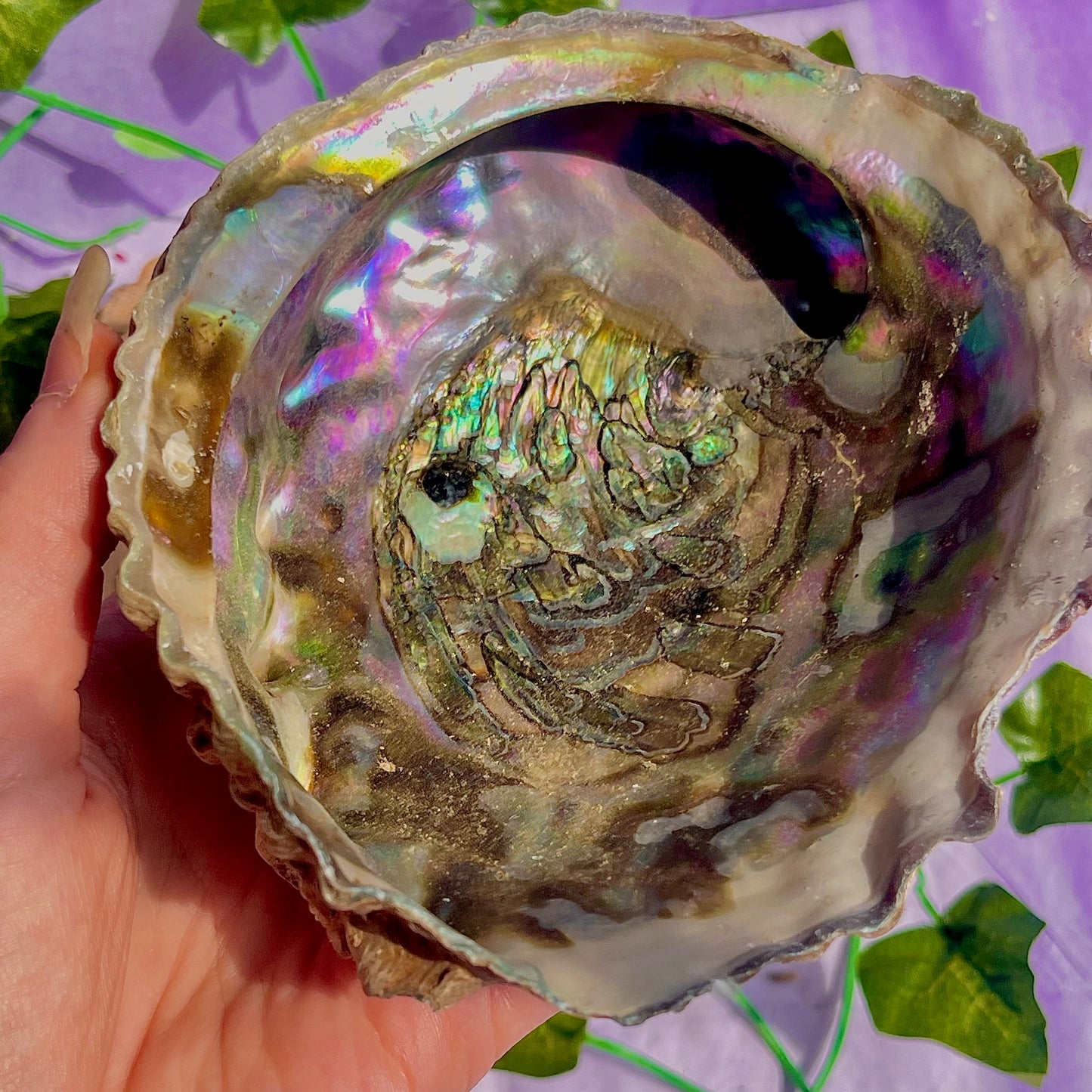 pāua (abalone) shells