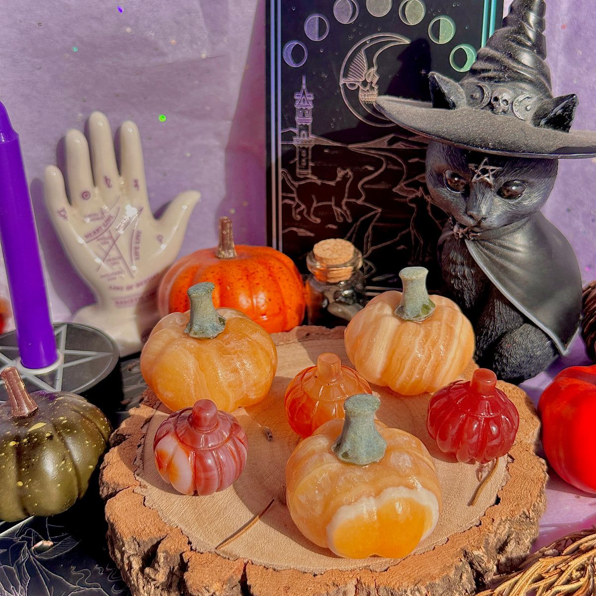 pumpkin carving farm ~ choose your pumpkin