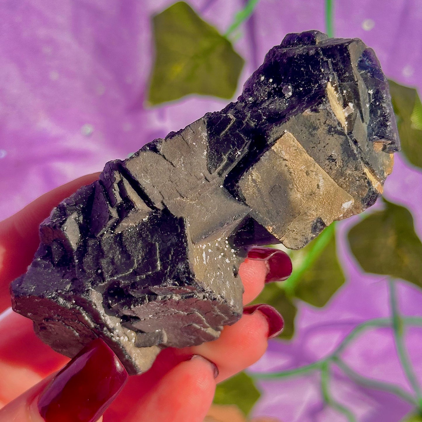 Spécimen de grappe cubique de fluorine rose noire UV