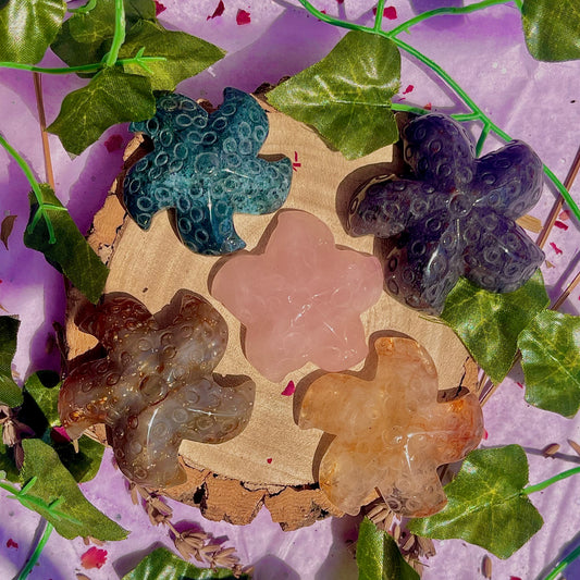 mixed starfish carvings ~ choose your own