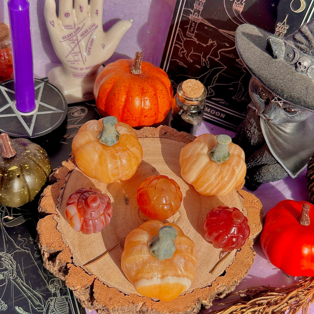 pumpkin carving farm ~ choose your pumpkin