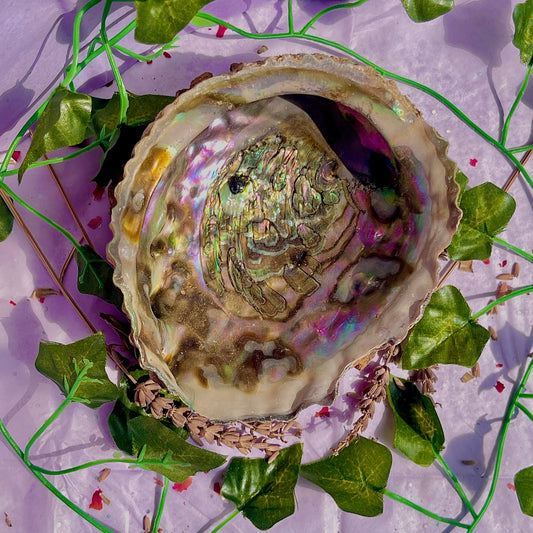pāua (abalone) shells
