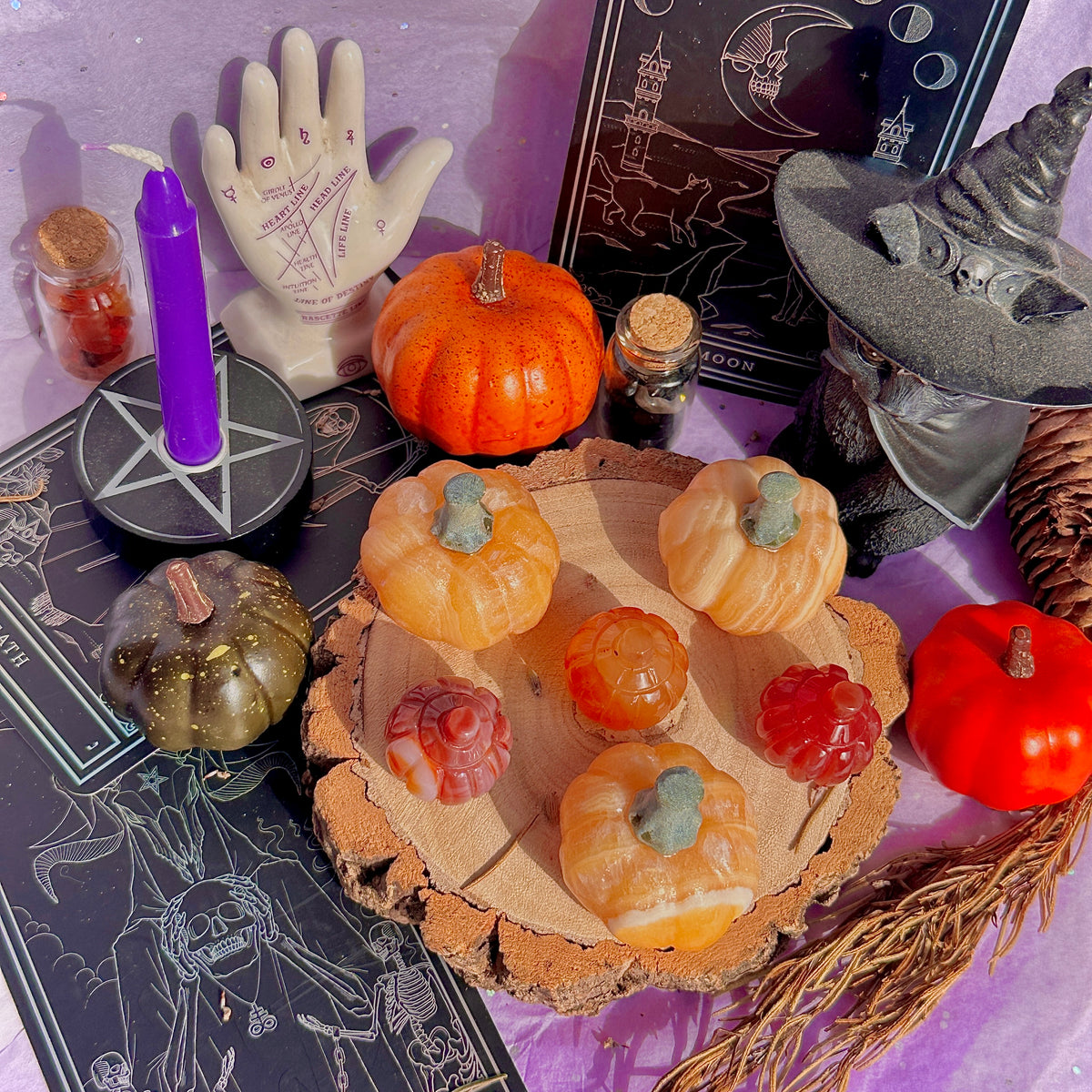 pumpkin carving farm ~ choose your pumpkin