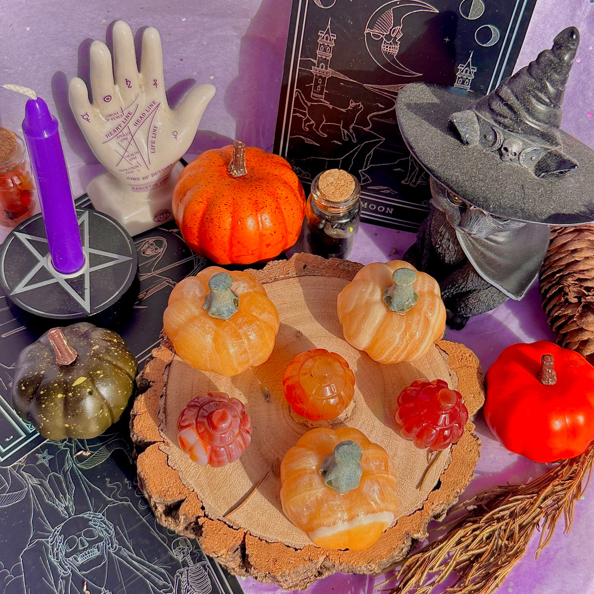 pumpkin carving farm ~ choose your pumpkin