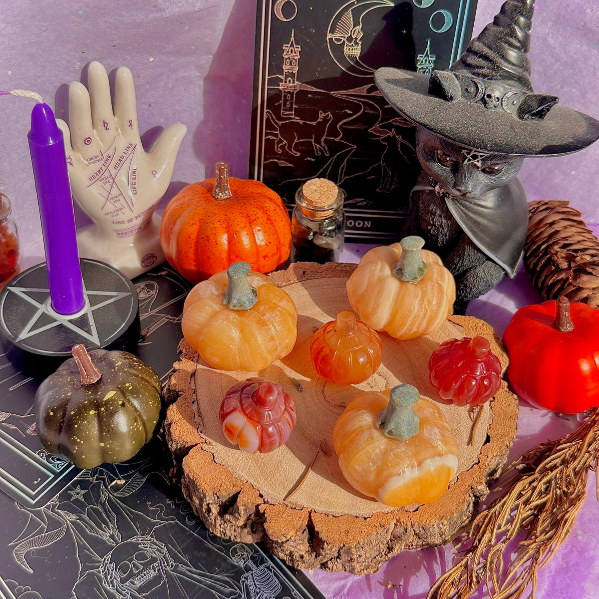 pumpkin carving farm ~ choose your pumpkin
