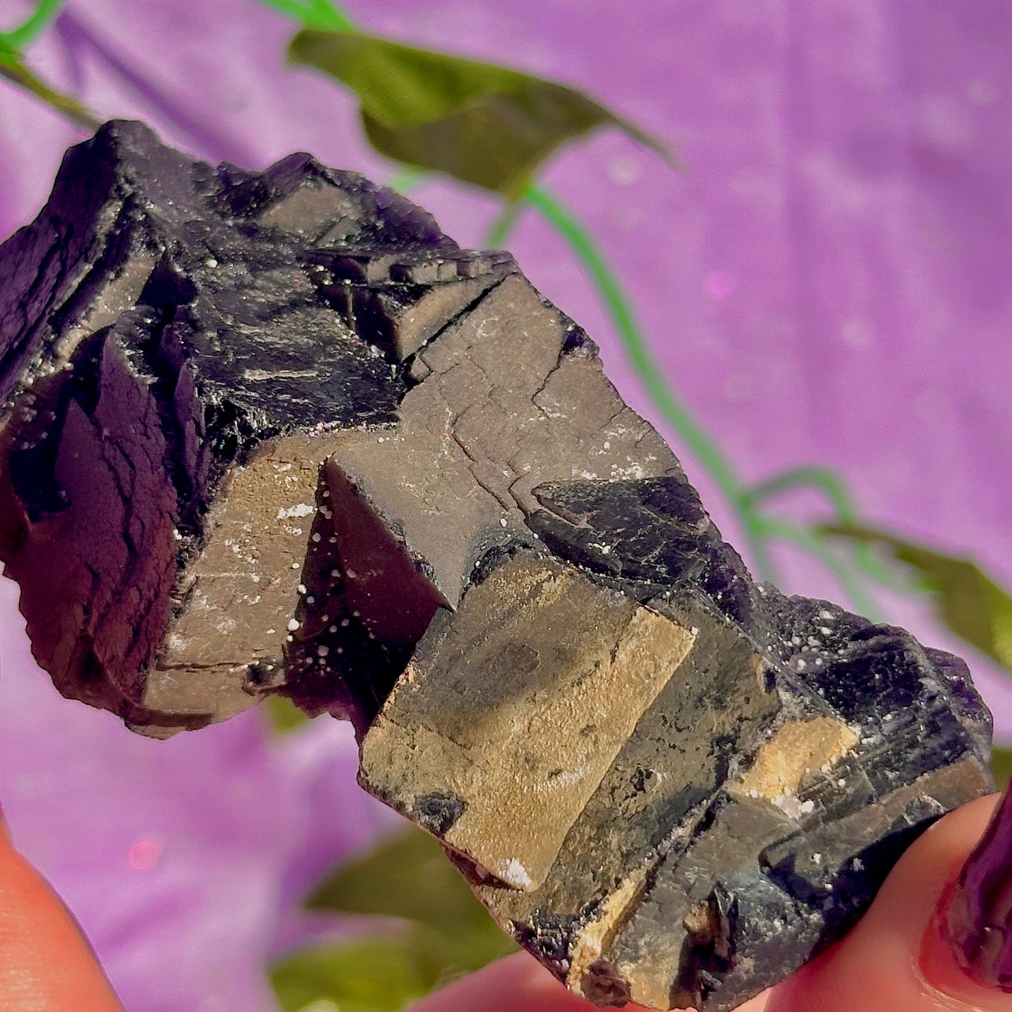 Spécimen de grappe cubique de fluorine rose noire UV