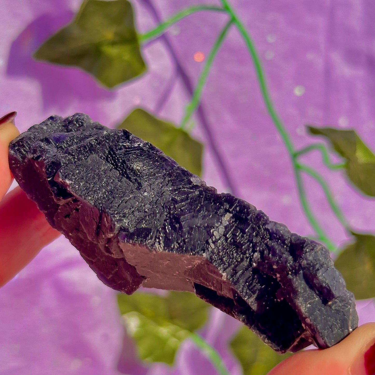 Spécimen de grappe cubique de fluorine rose noire UV
