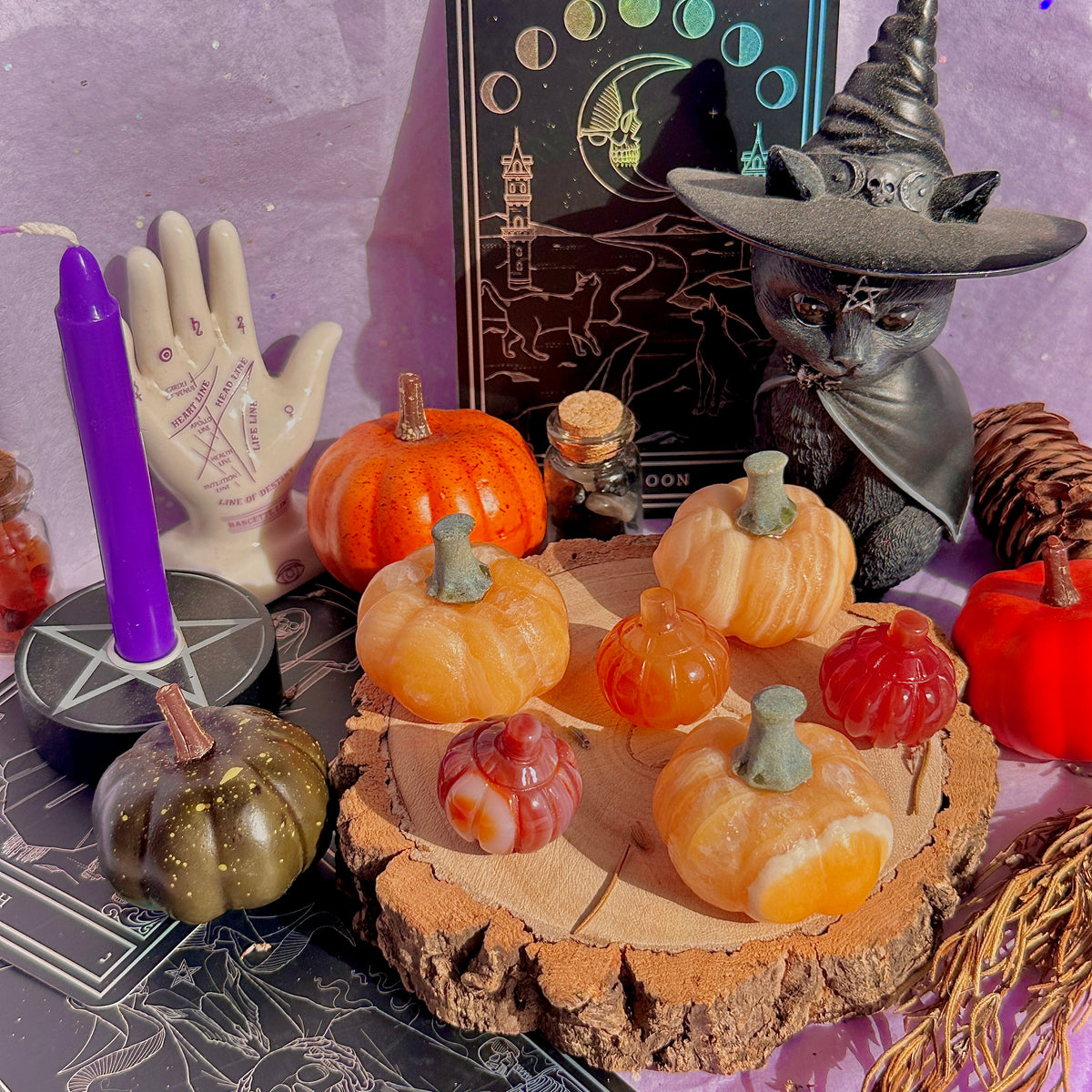 pumpkin carving farm ~ choose your pumpkin