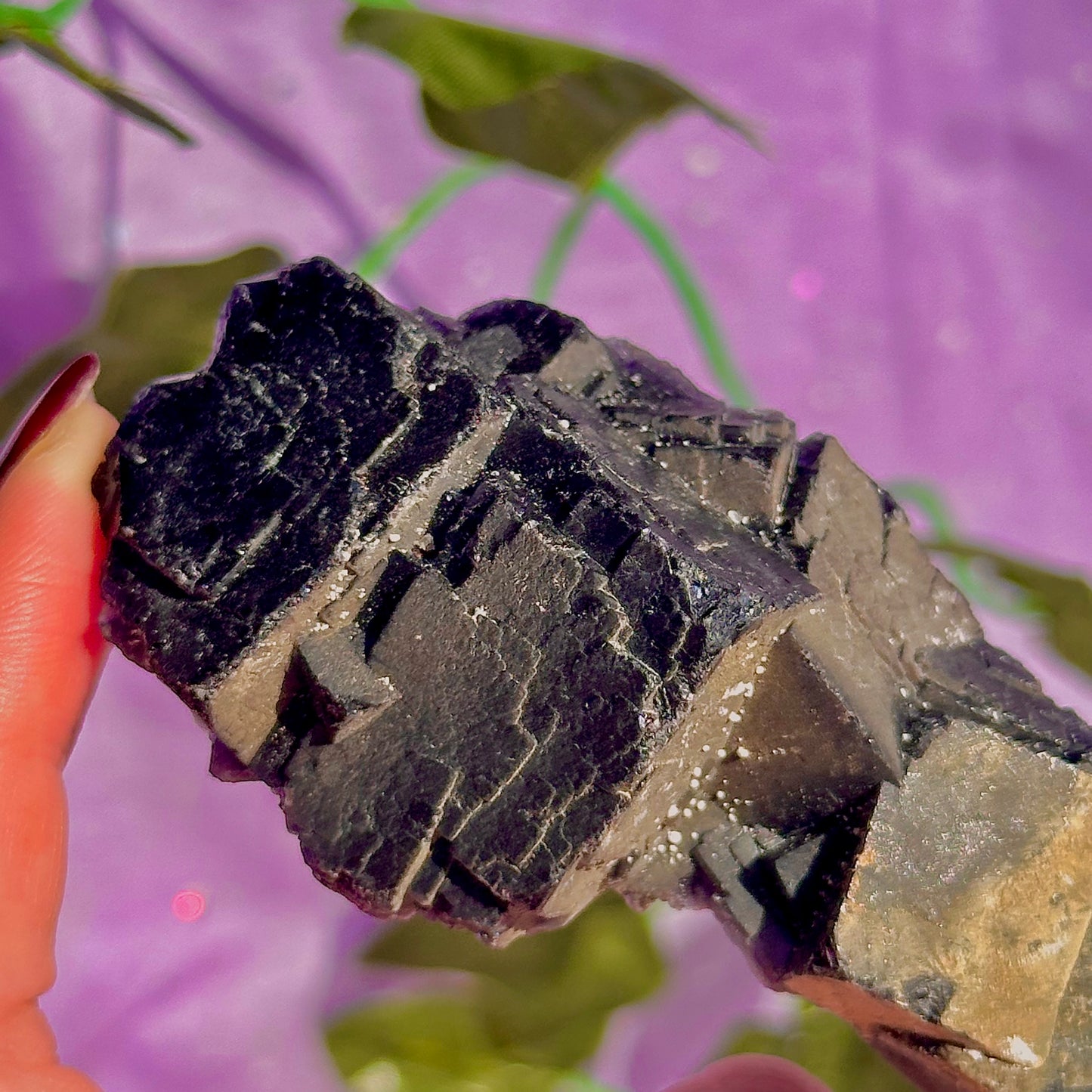 Spécimen de grappe cubique de fluorine rose noire UV