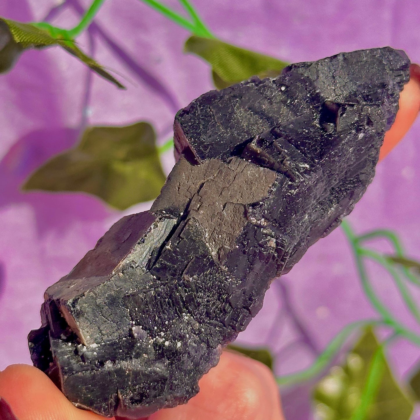 Spécimen de grappe cubique de fluorine rose noire UV