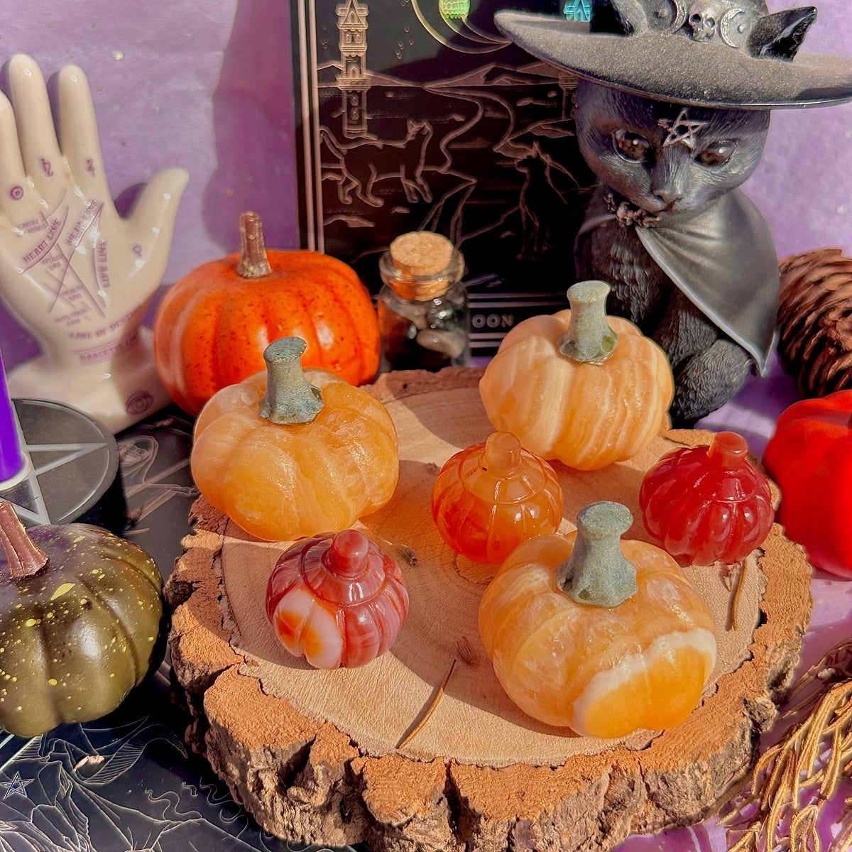 pumpkin carving farm ~ choose your pumpkin