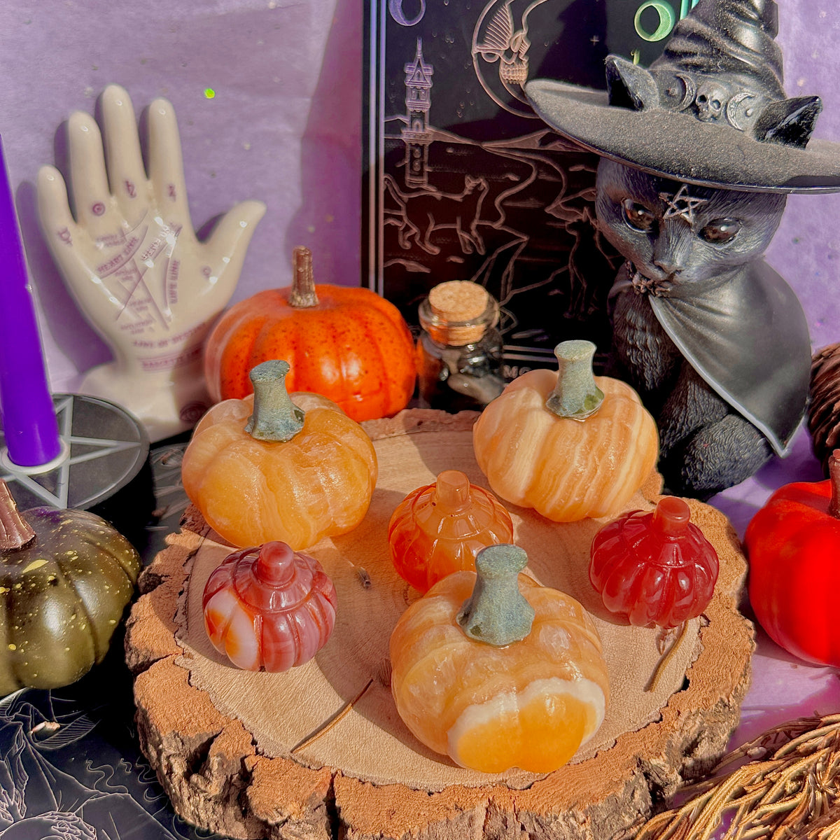 pumpkin carving farm ~ choose your pumpkin