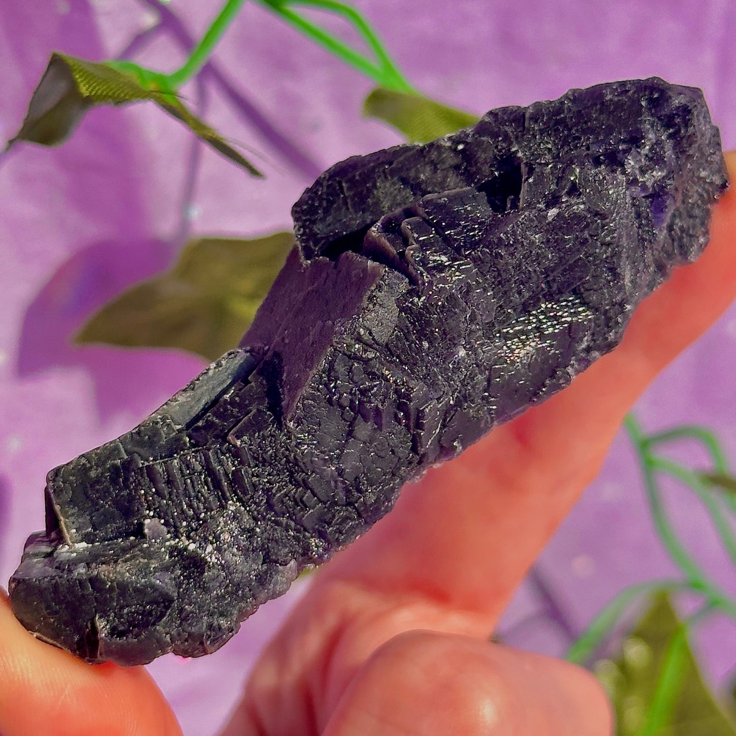 Spécimen de grappe cubique de fluorine rose noire UV