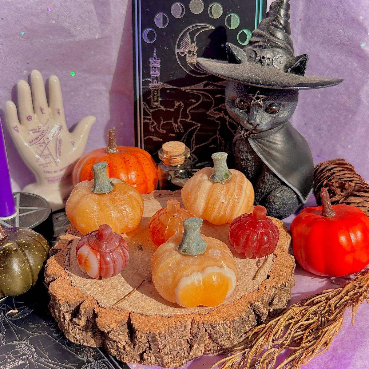 pumpkin carving farm ~ choose your pumpkin