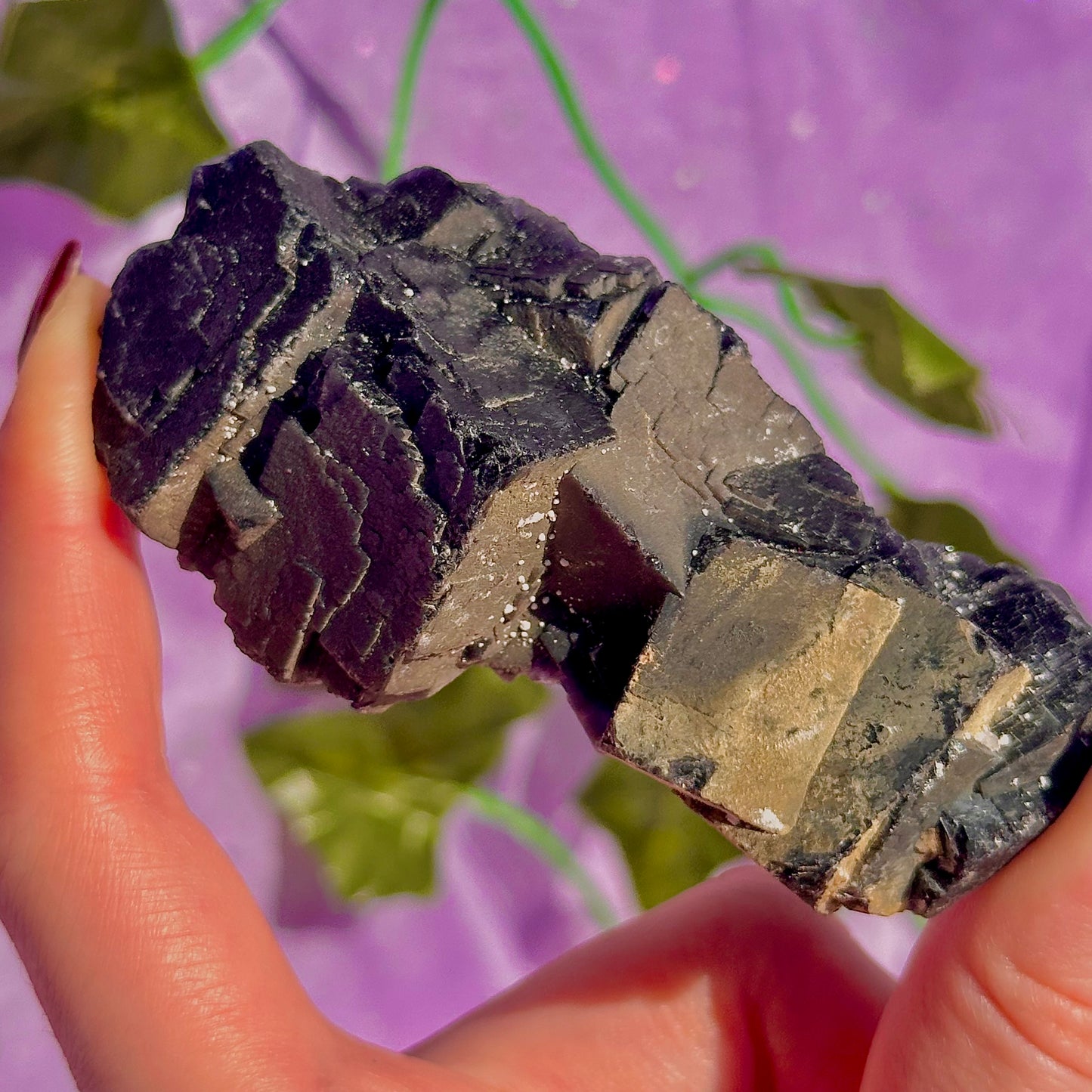 Spécimen de grappe cubique de fluorine rose noire UV