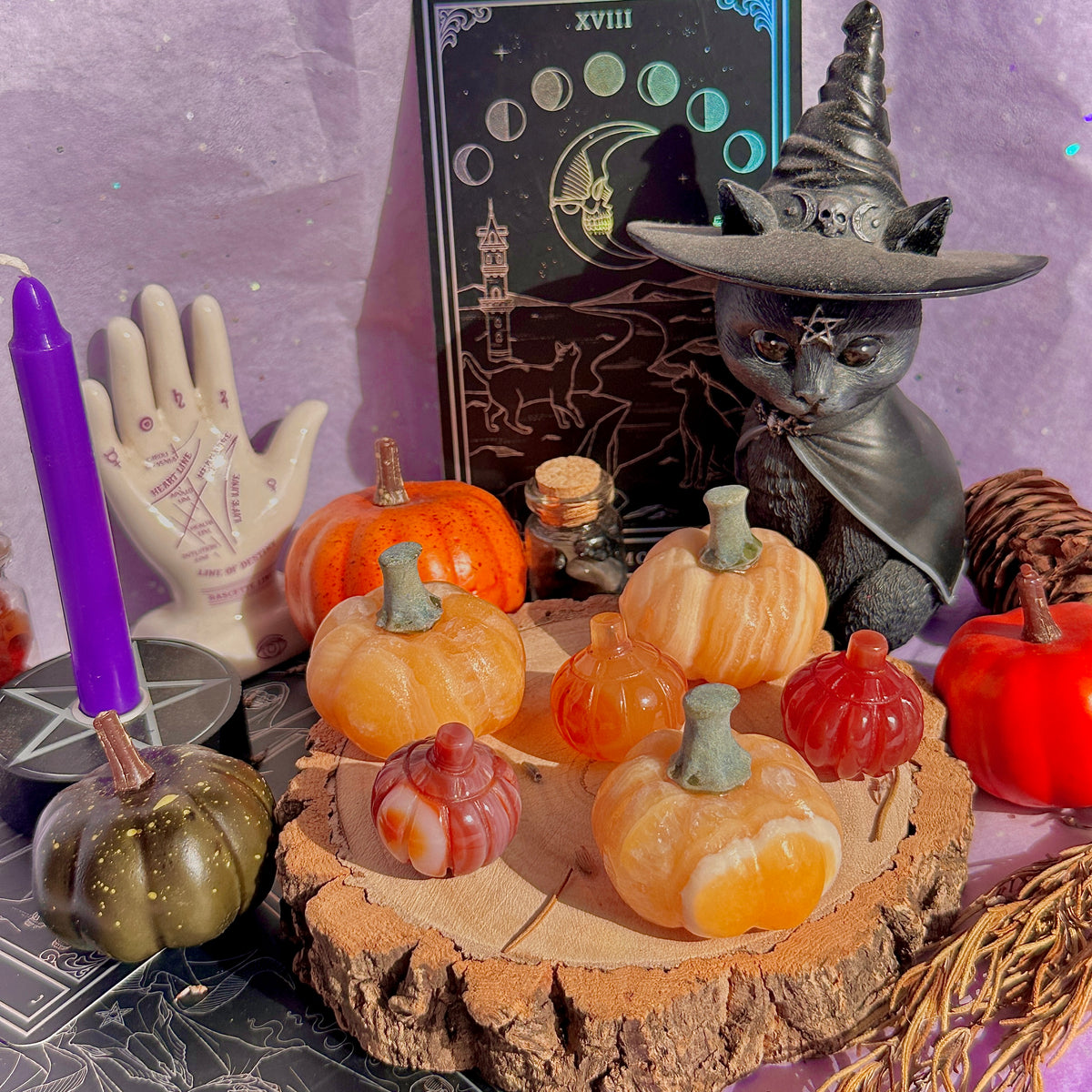 pumpkin carving farm ~ choose your pumpkin