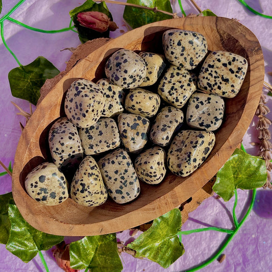 dalmatian jasper tumble