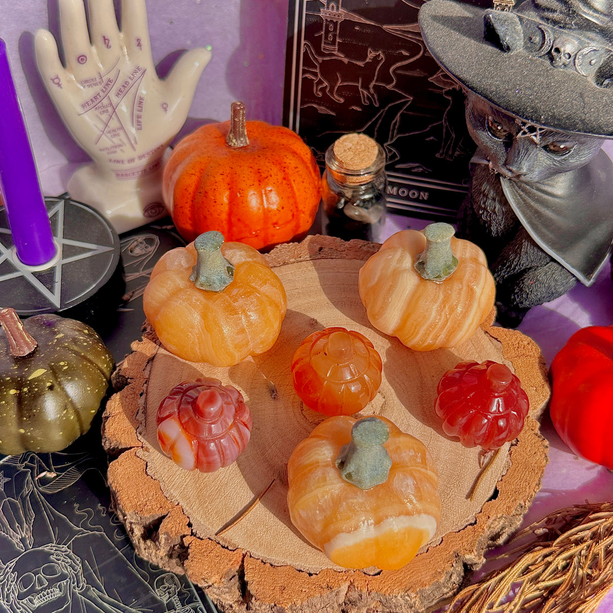 pumpkin carving farm ~ choose your pumpkin