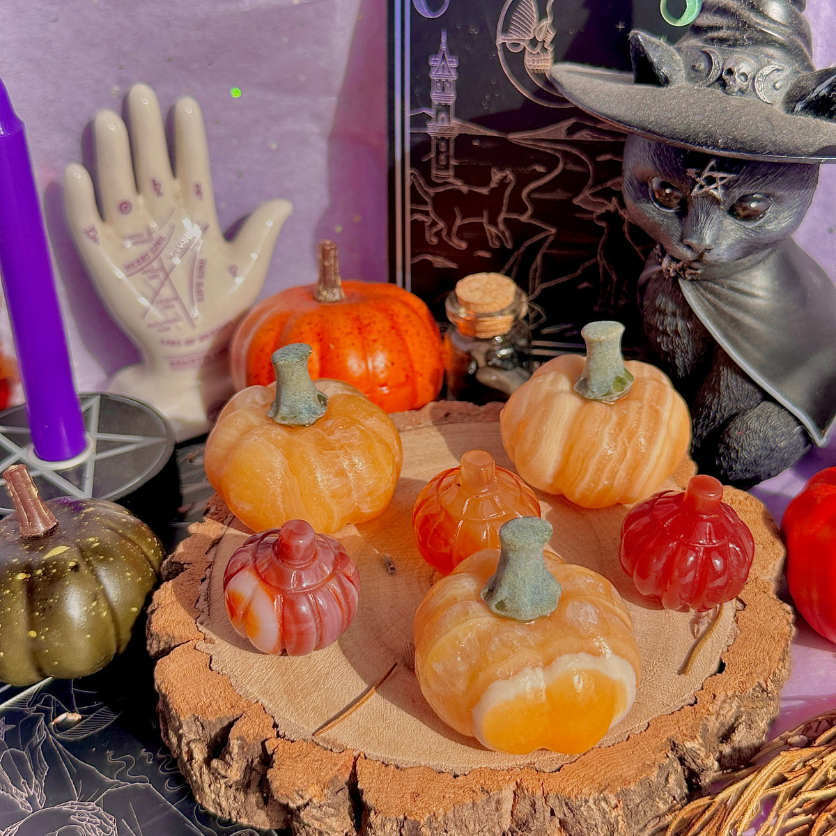 pumpkin carving farm ~ choose your pumpkin